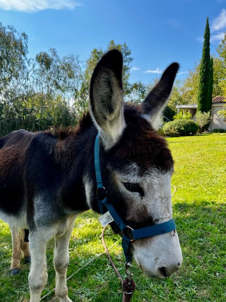 Merlin, der Esel des Anwesens beim Gästezimmer in Arthès