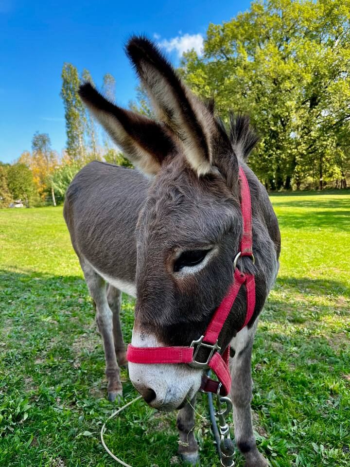 Socrate, der Esel des Anwesens bei Albi