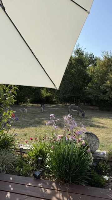 Die Esel im umzäunten Garten des Gästezimmers bei Albi