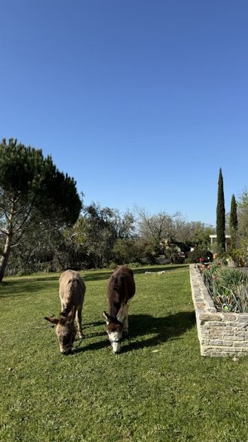Die Esel beim Spaziergang durch den Garten, Gästezimmer in Arthès