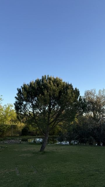 Hundertjähriger Baum im Garten des Gästezimmers bei Albi