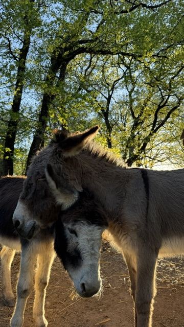 Schmusen mit den Eseln des Anwesens, Aufenthalt bei Albi
