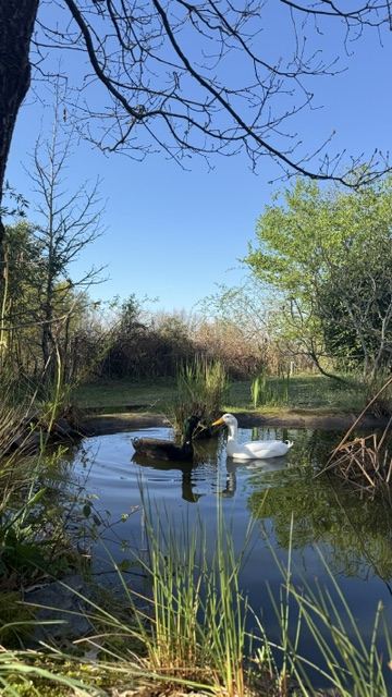 Die Enten am Teich im umzäunten Garten, Arthès bei Albi