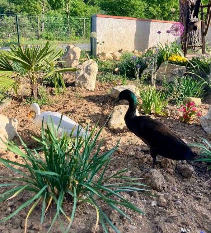 Die Enten im Garten des Gästezimmers in Arthès