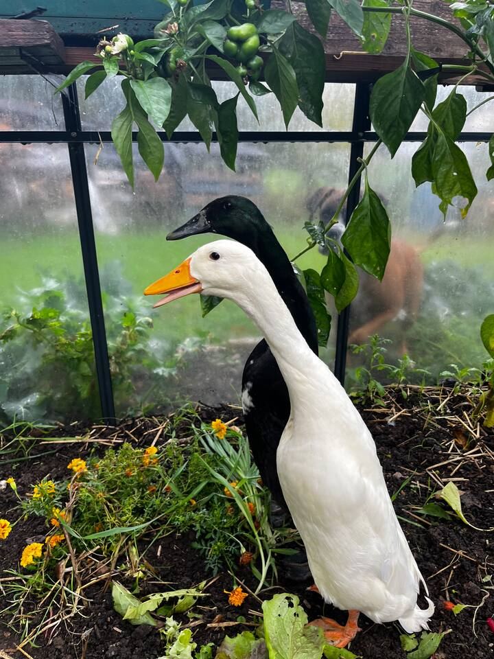 Die Enten im Gemüsegarten von Marc & Fred, bei Albi