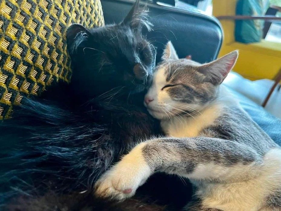 Die beiden Hauskatzen, Gästezimmer in Arthès