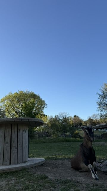 Eine Ziege im Garten von Marc & Fred, bei Albi
