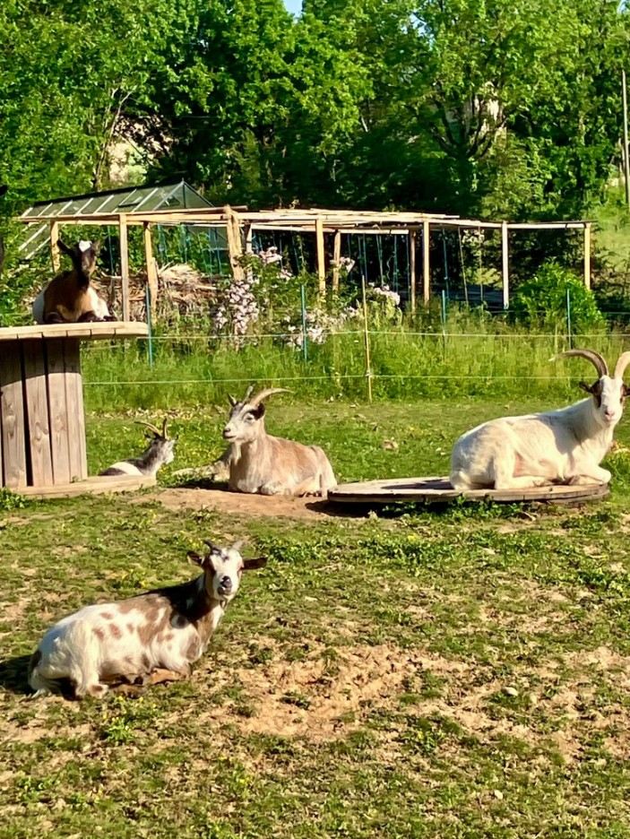 Die Zwergziegen in ihrem Gehege, Gästezimmer in Arthès