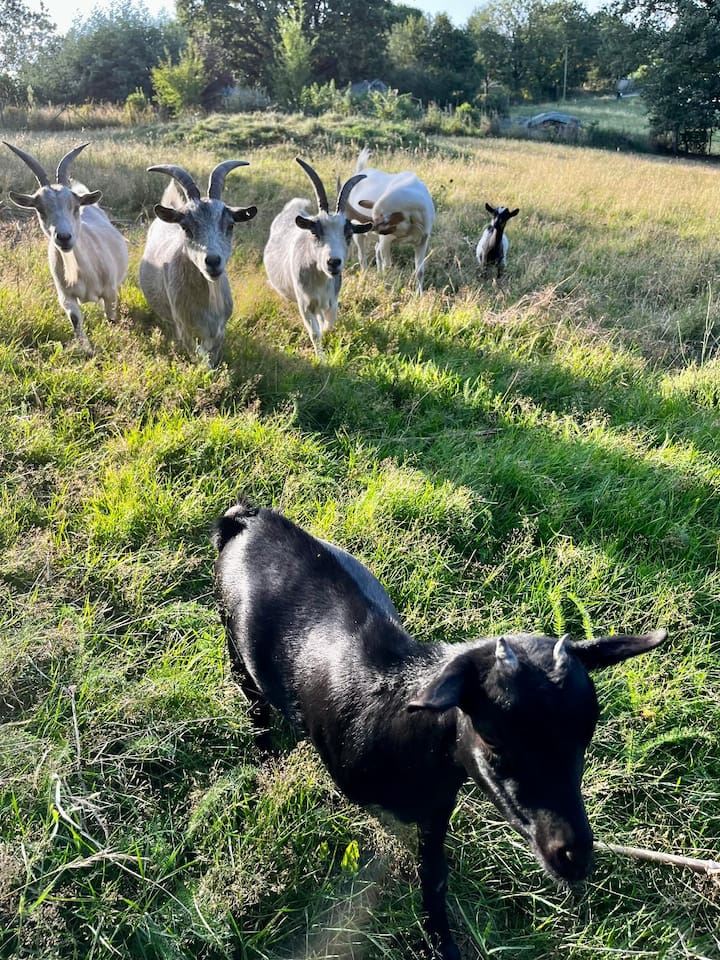 Die Ziegen des Anwesens auf ihrer Weide, bei Albi