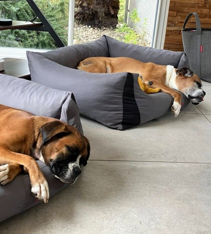 Die beiden Boxerhündinnen des Gästezimmers in Arthès