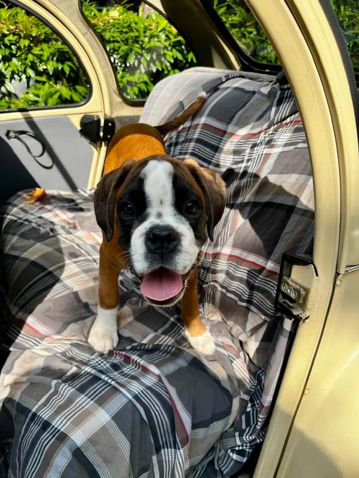 Chiot boxer en balade dans la voiture ancienne, chambre d'hôte à Arthès près d'Albi