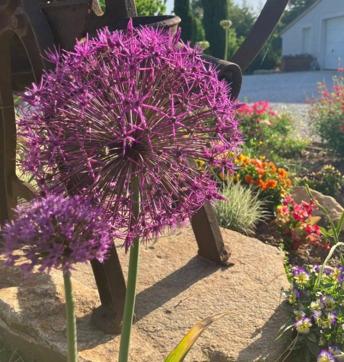 Gartenblumen im vollen Licht, Gästezimmer in Arthès