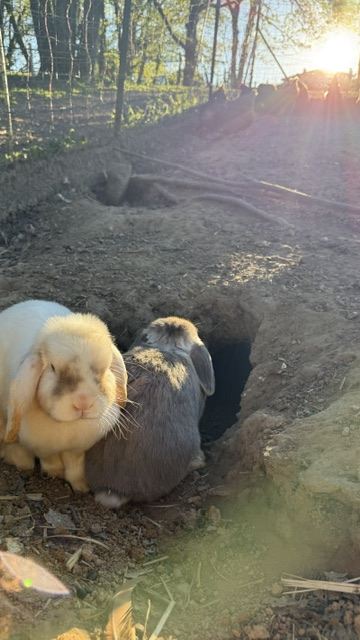 Die Kaninchen des Anwesens in ihrem Gehege, in Arthès