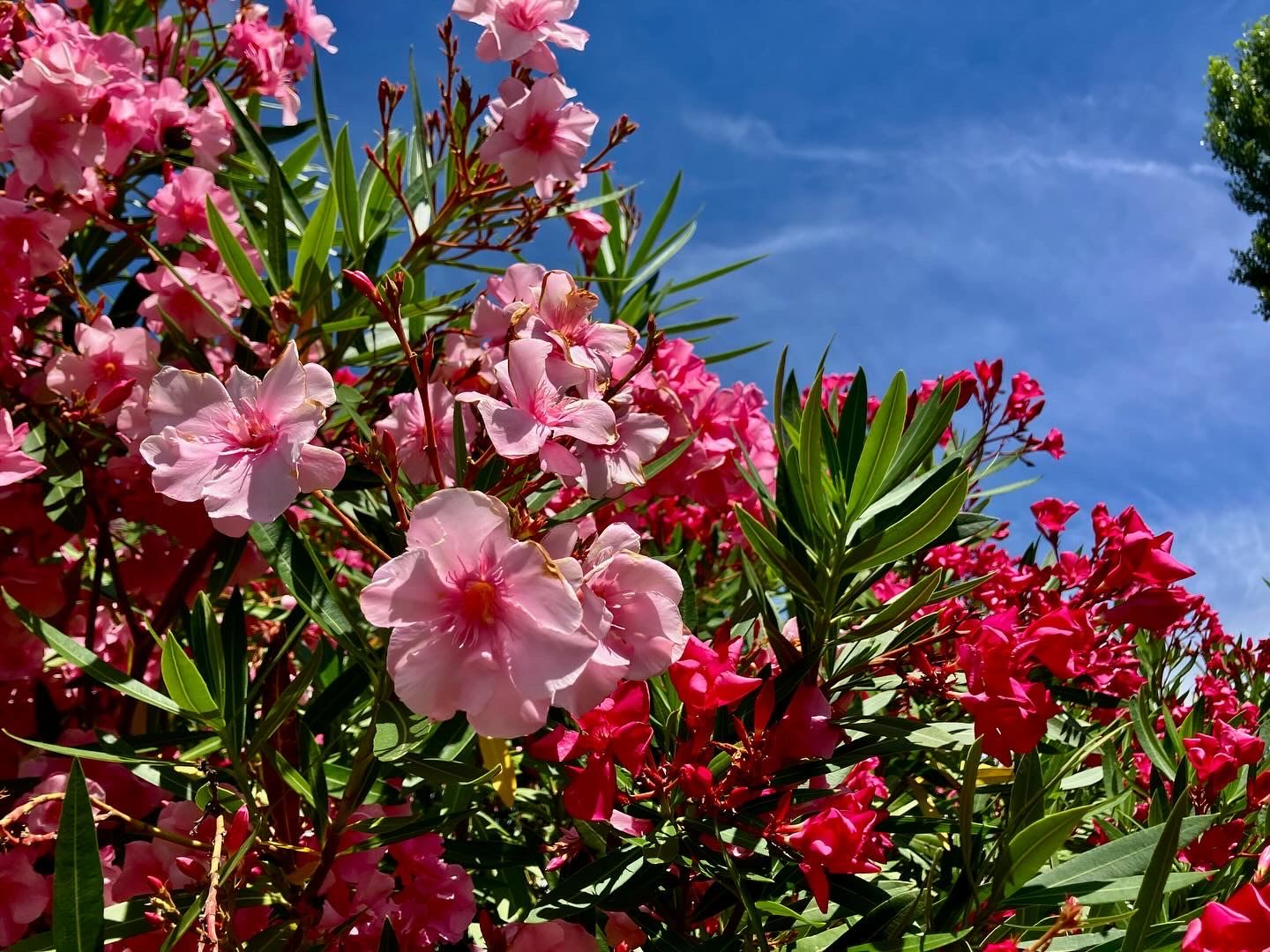 Oleander unter dem blauen Himmel des Tarn, bei Albi