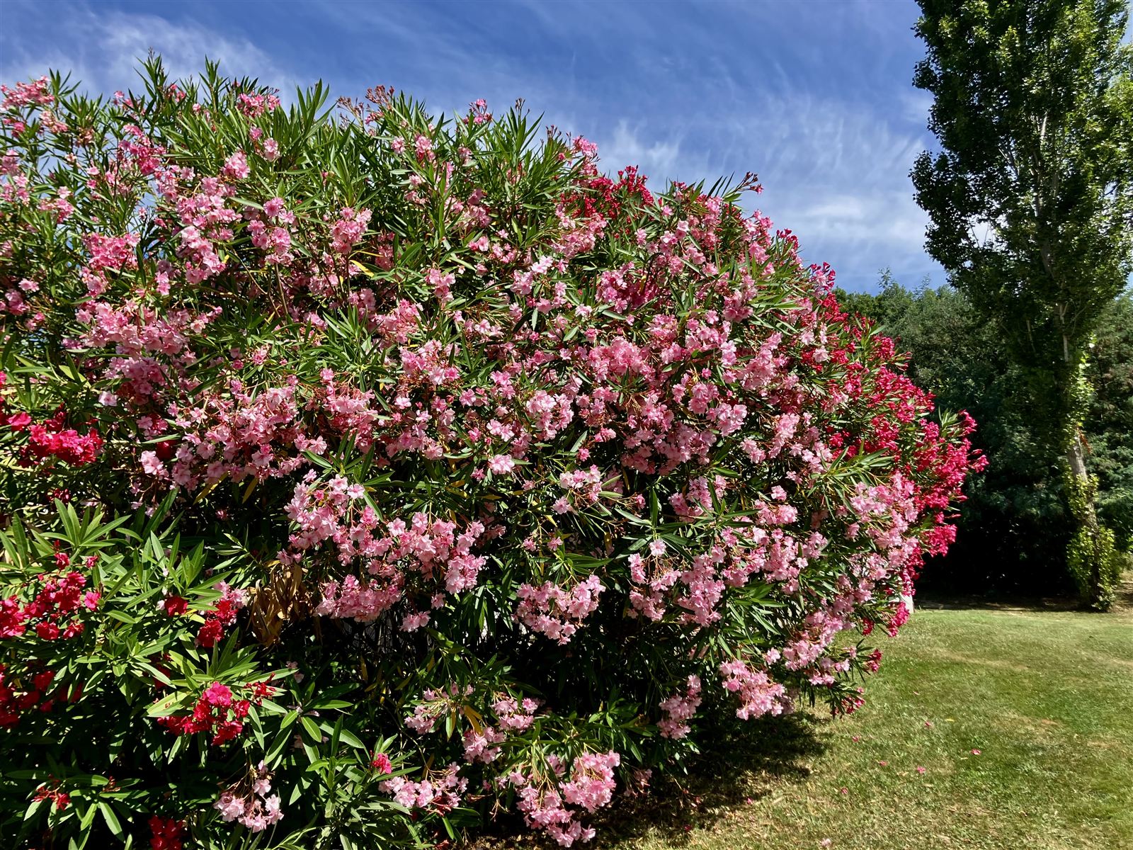 Blühende Oleander im Garten, Gästezimmer in Arthès