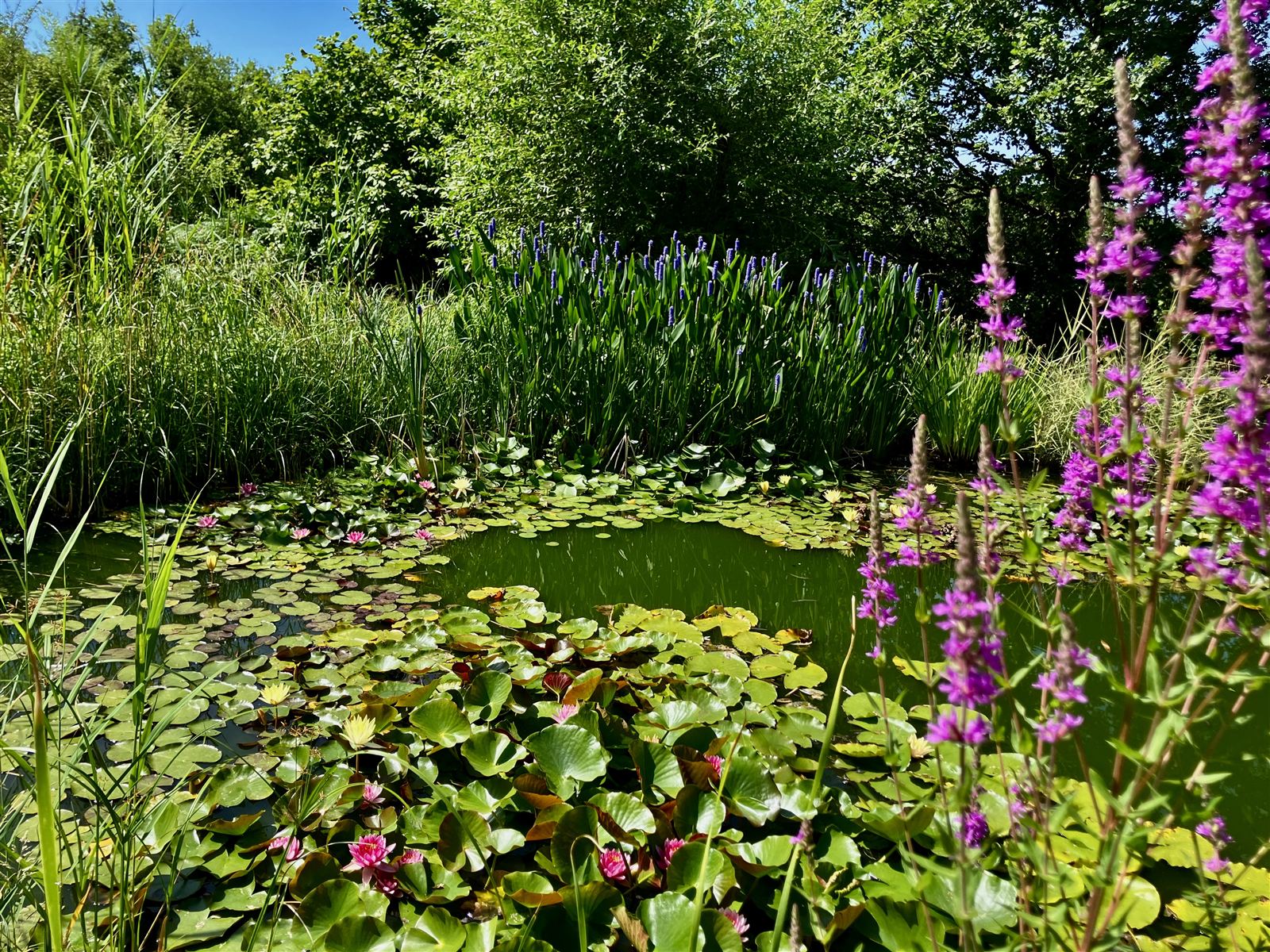 Der Teich mit seinen Seerosen im Garten, bei Albi