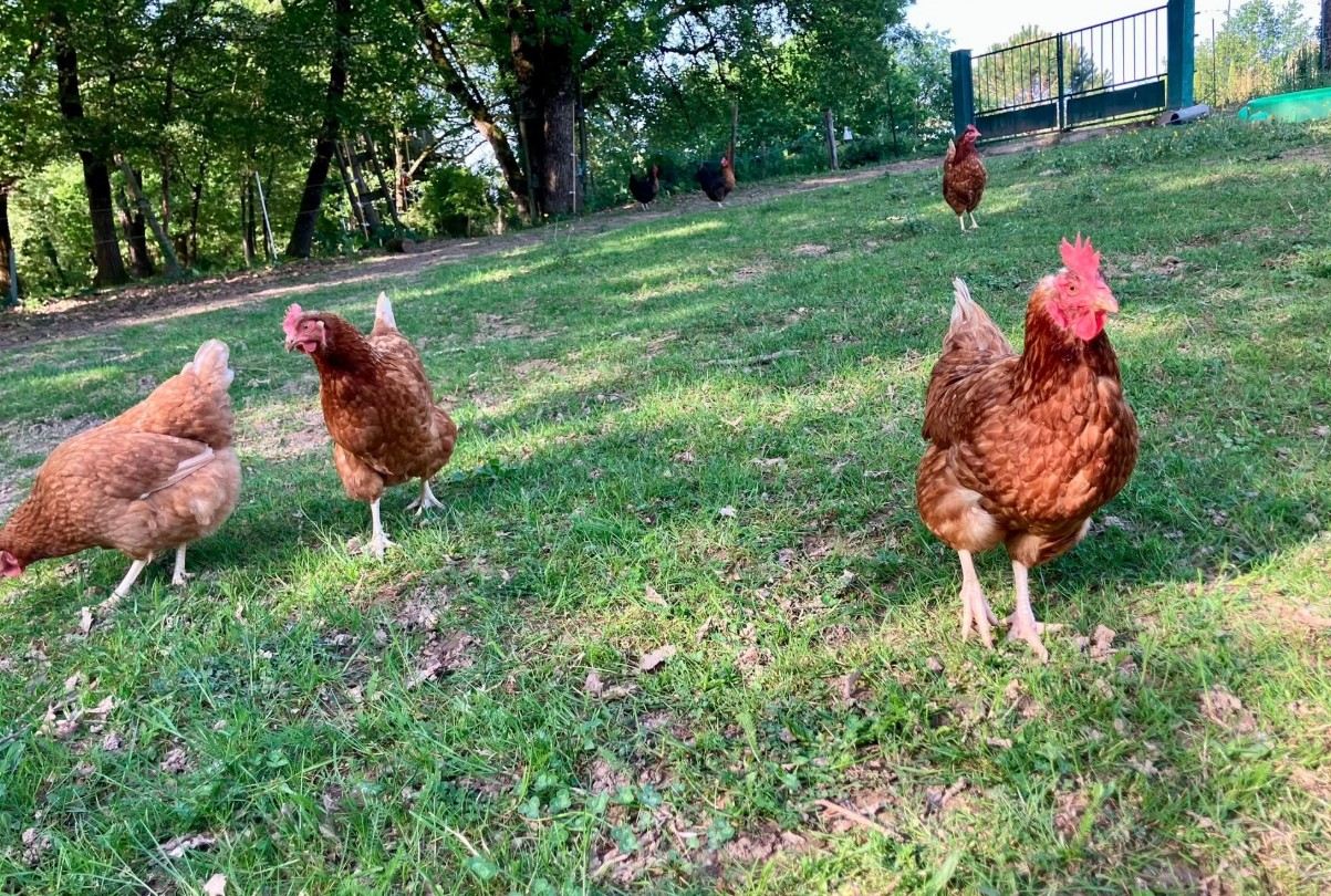 Freilaufende Hühner im Garten, bei Albi