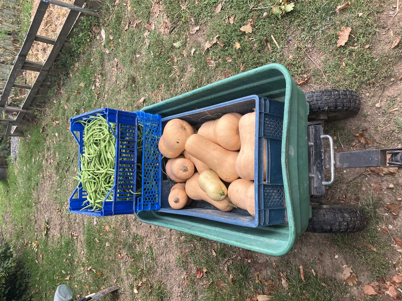 Squash and fresh beans harvested from Marc & Fred's vegetable garden, in Arthès