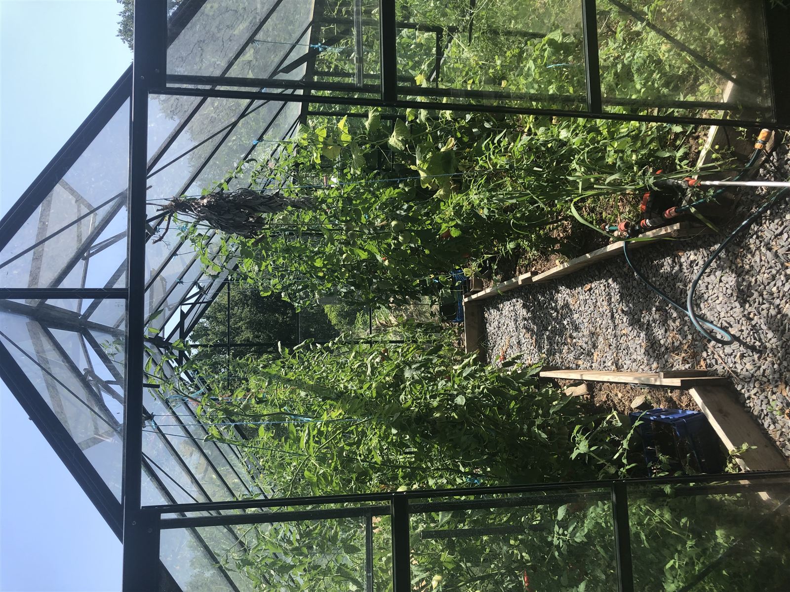 The greenhouse in Marc & Fred's vegetable garden, cooking with local produce near Albi