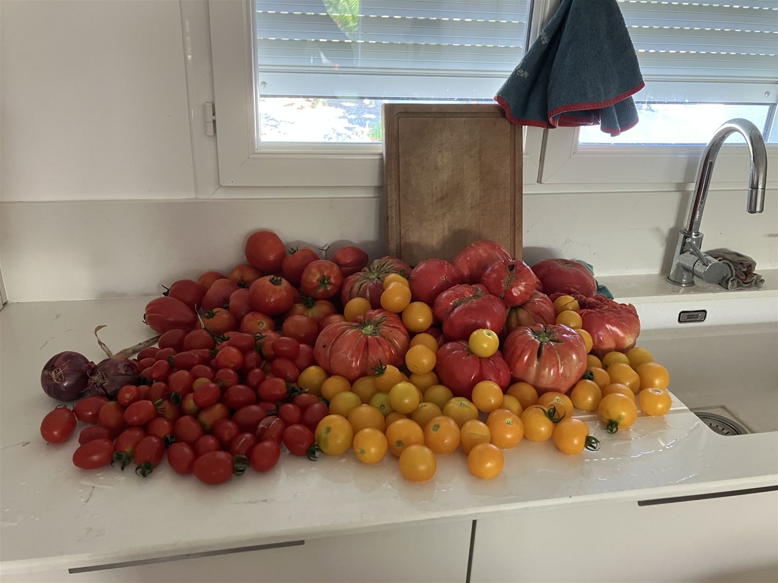 Harvest of heirloom tomatoes from the vegetable garden, host table with local produce near Albi